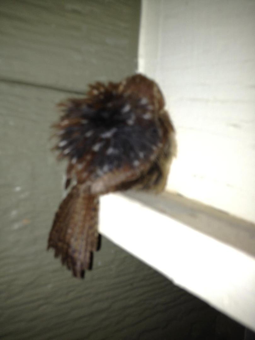 There are three of these baby birds hiding in the corners of my porch. Can anyone identify them?