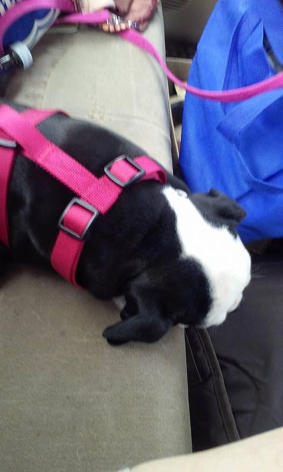 Izzy says I need a nap before we get to our fishing spot...going to Oscoda..taking Alyssa also...her and Izzy will probably play in the water more than fishing..lol