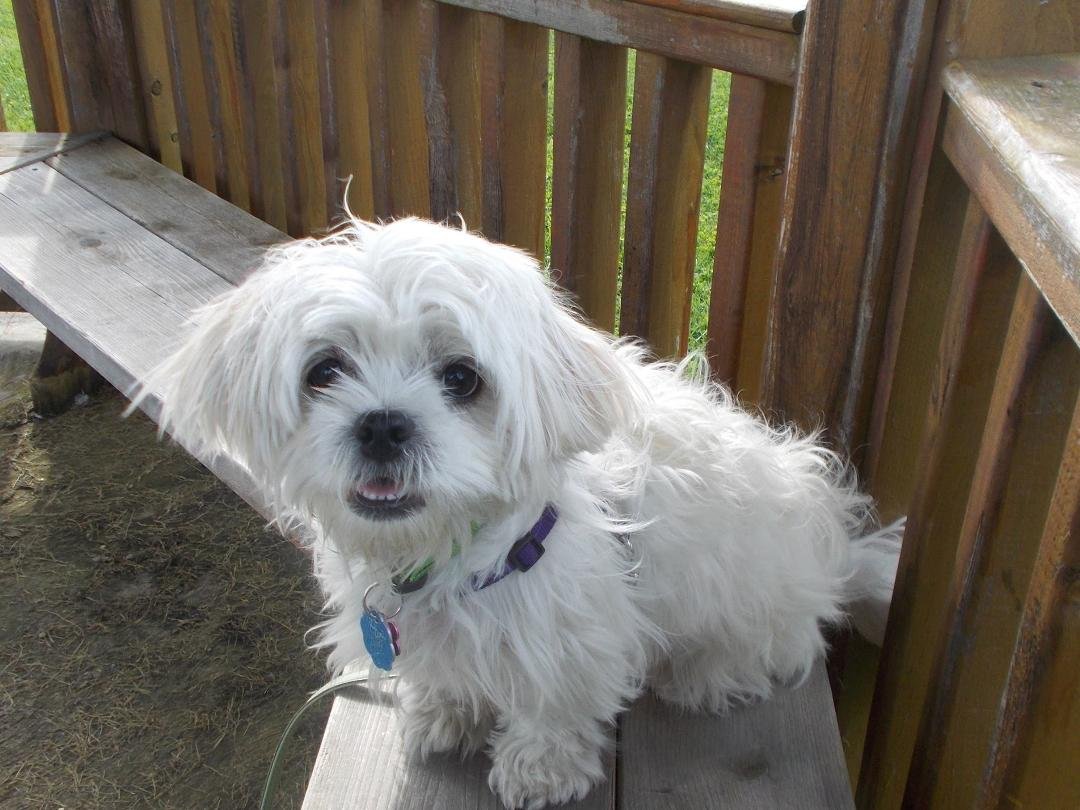 Bella sitting in the gazebo at six months 2013