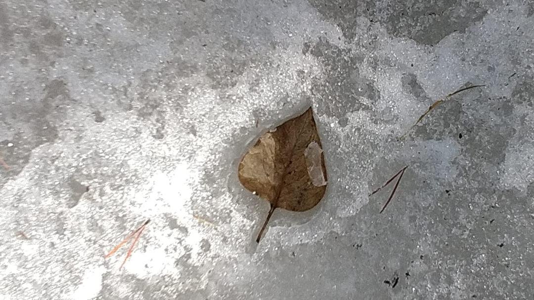 Dead lilac leaf sunk in the icey snow