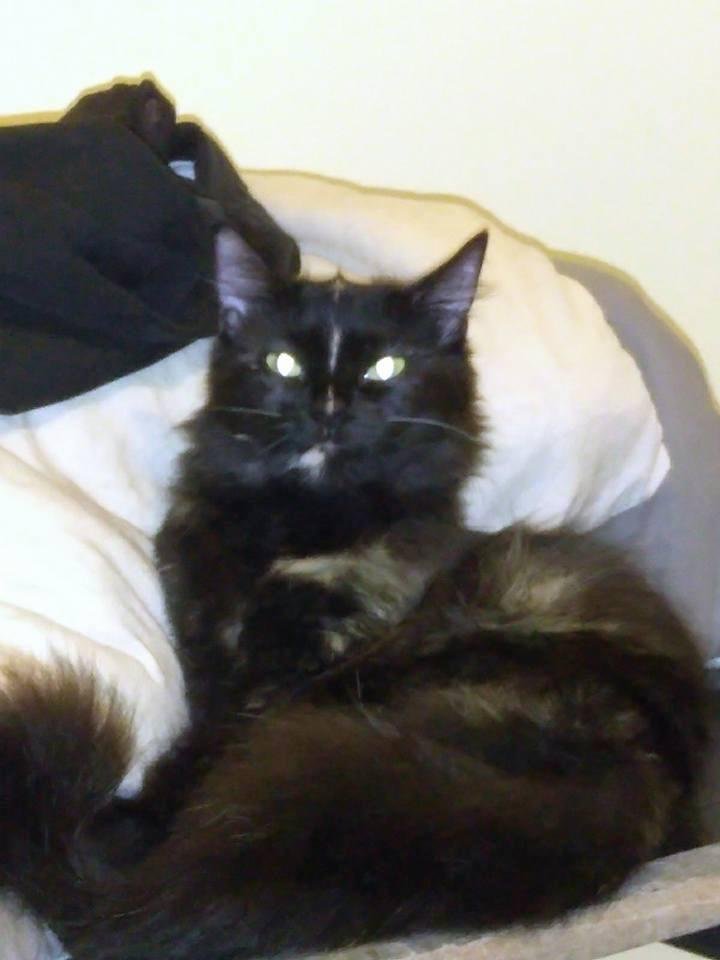Miss Kitty Kat