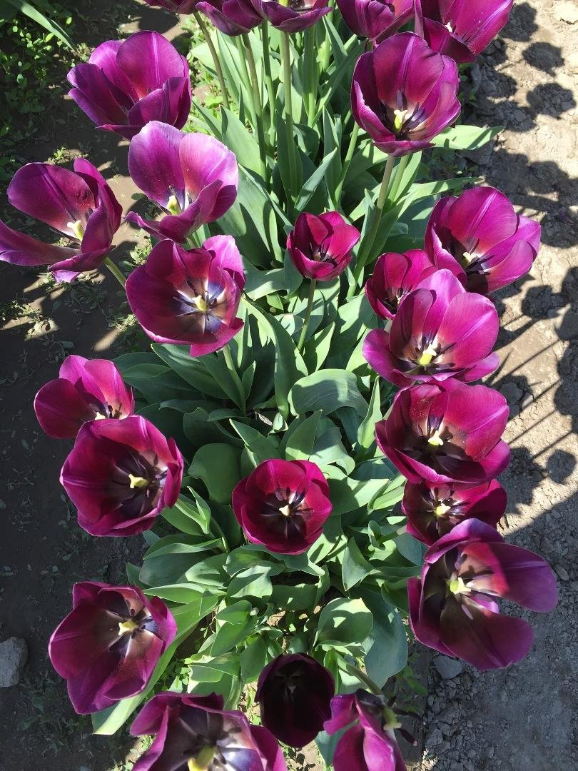 Fields of Tulips
Skagit Valley, WA
April 8,2016