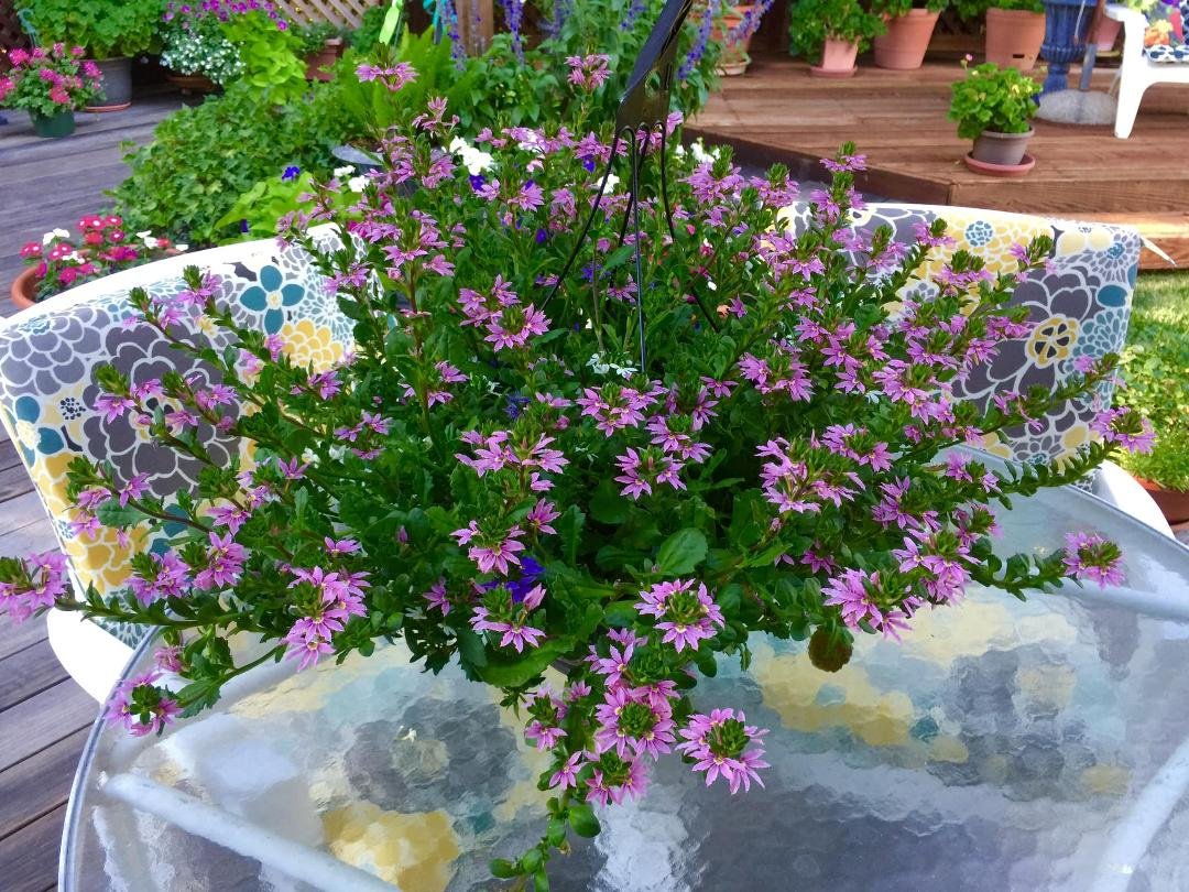 Riza Stillwell do you know the name of this plant?