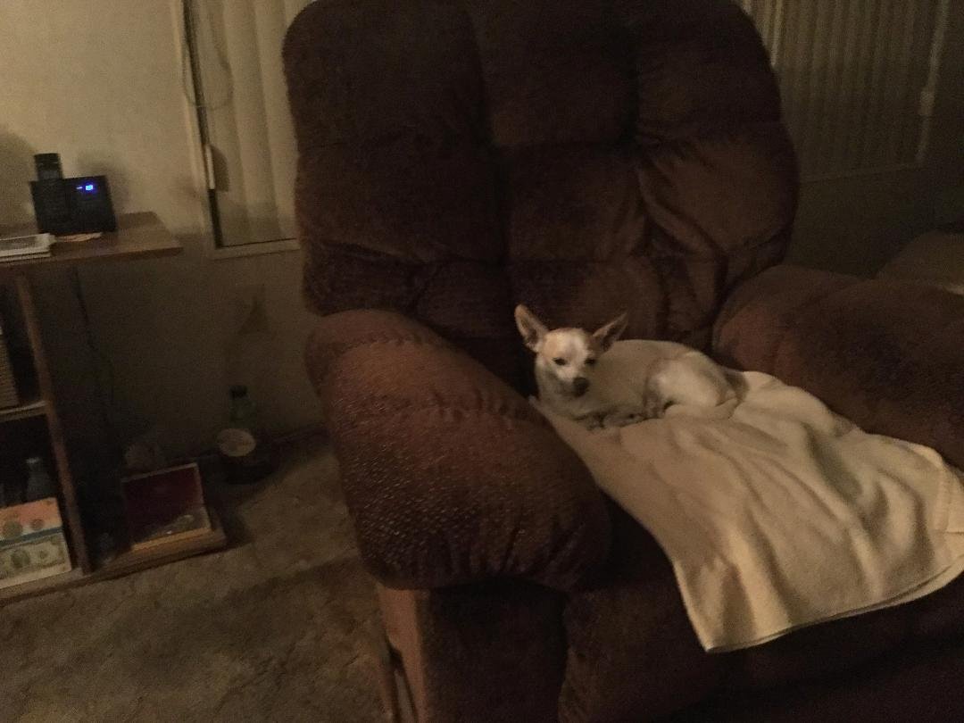 Our guard dog