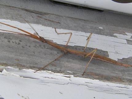 Stick Bug.  Not as cool as a Praying Mantis - but still cool.