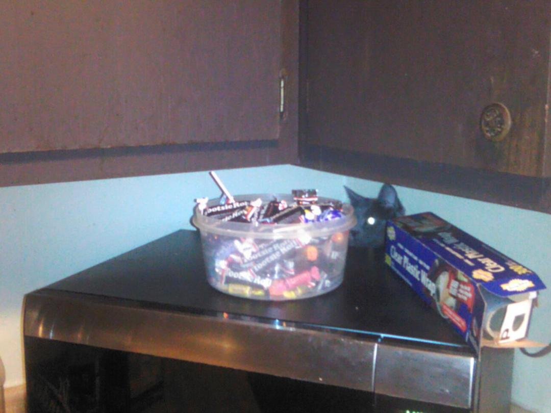 My cat hiding and trying to steal candy