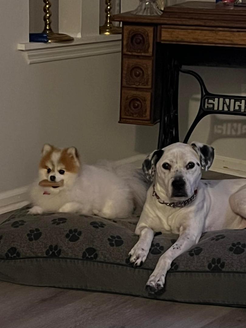 Ok, I’m a day late…Happy National Dogs Day Dixie and Reese 2.0