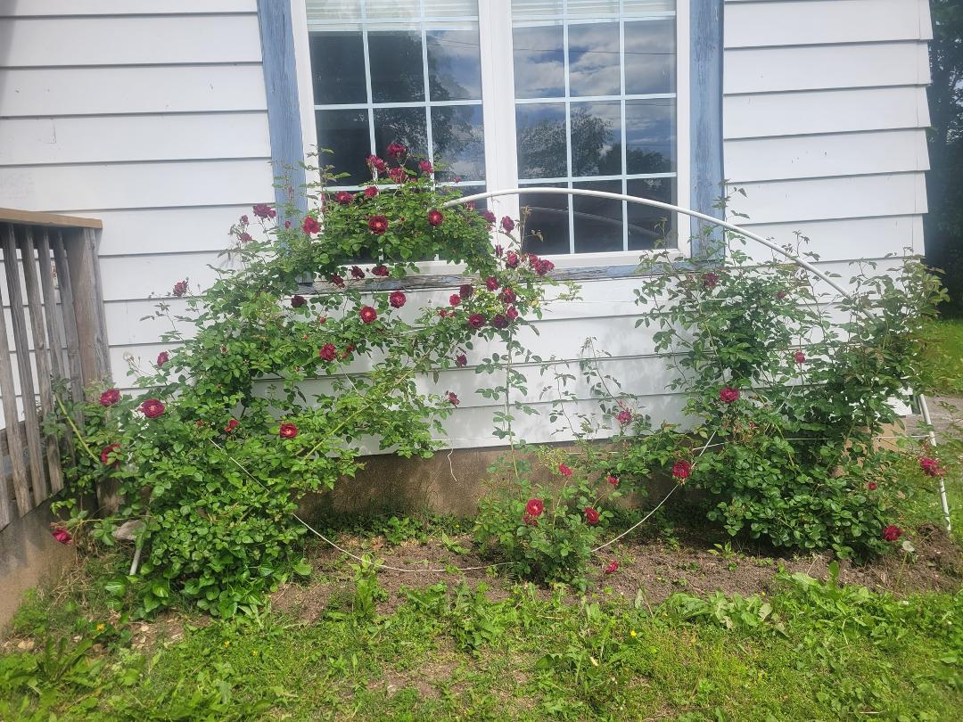 My roses are in bloom for .Mothers Day 😊
