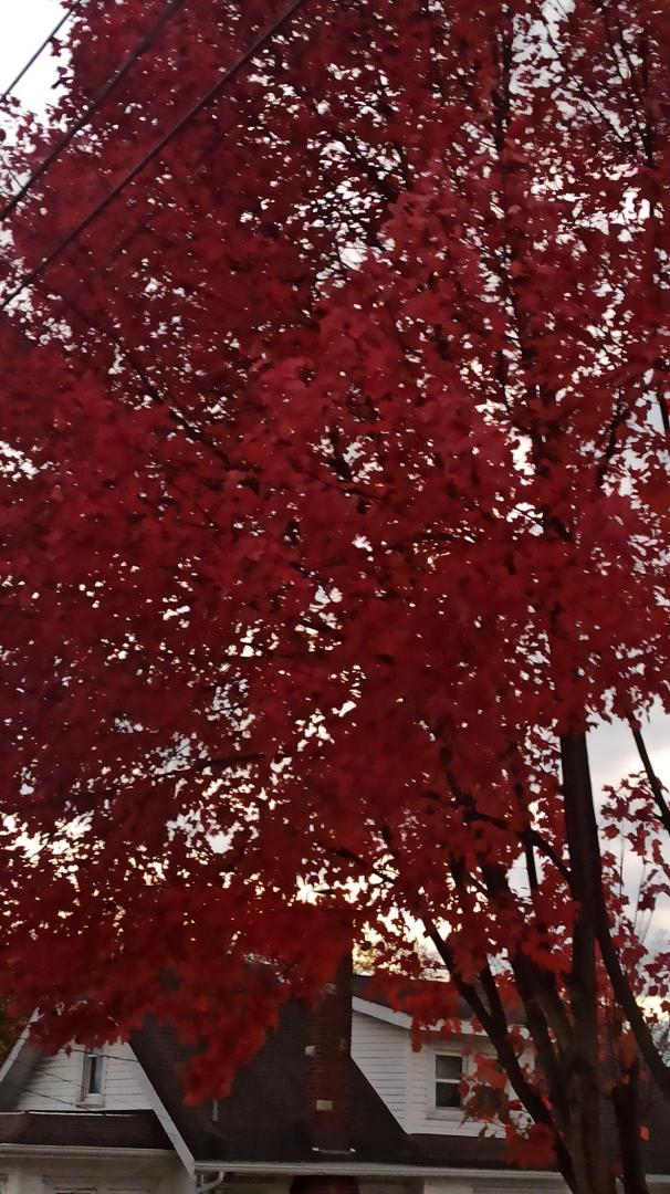 The neighbors tree. Probably one of the last.