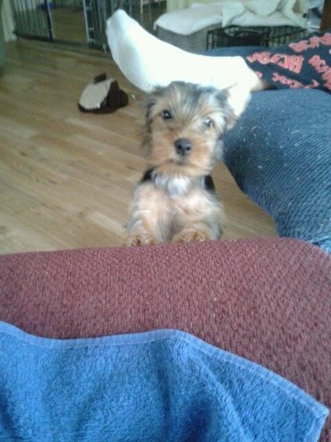 Boy is Luckie growing and changing hair color. He's cute too cute for words or not!!! oxoxox to all.