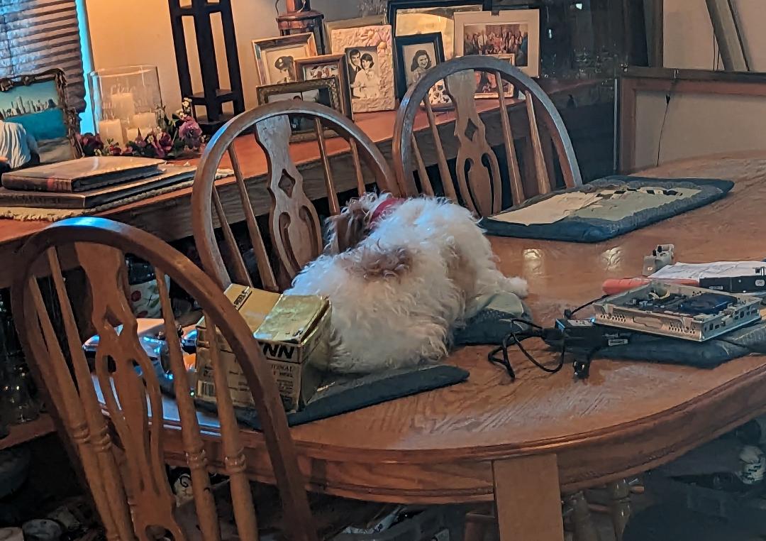 Things I thought I would never have to say in my house: "Bentley, it is not appropriate for you to lay on the dining room table licking your balls."