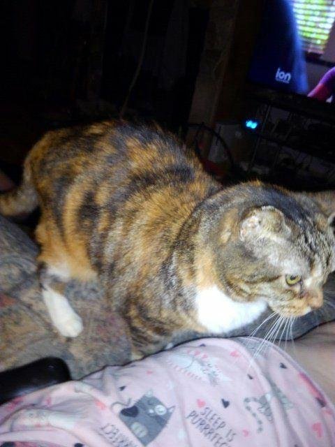Darlene Shea's album, Timeline Photos