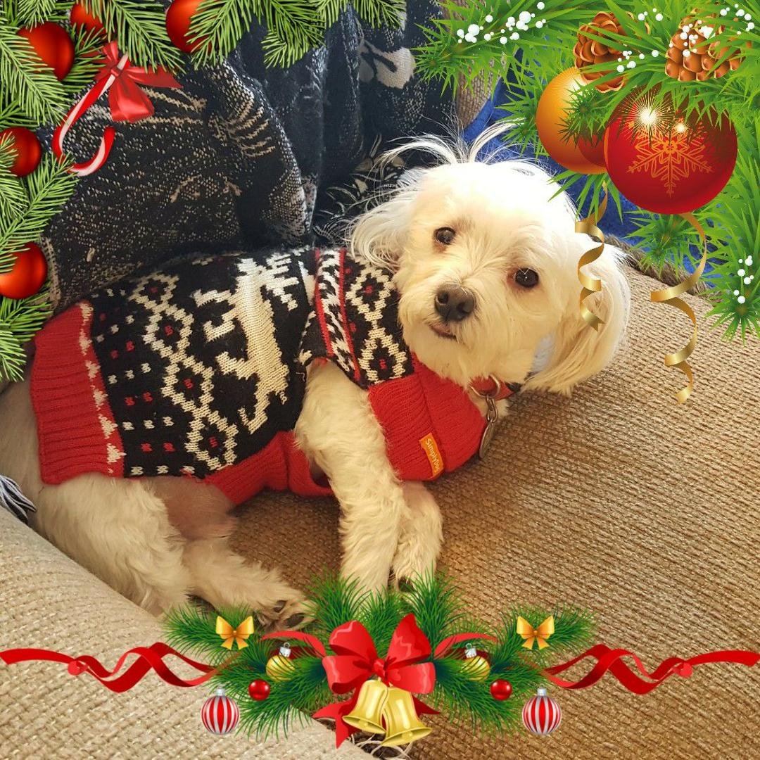 My Christmas buddy.