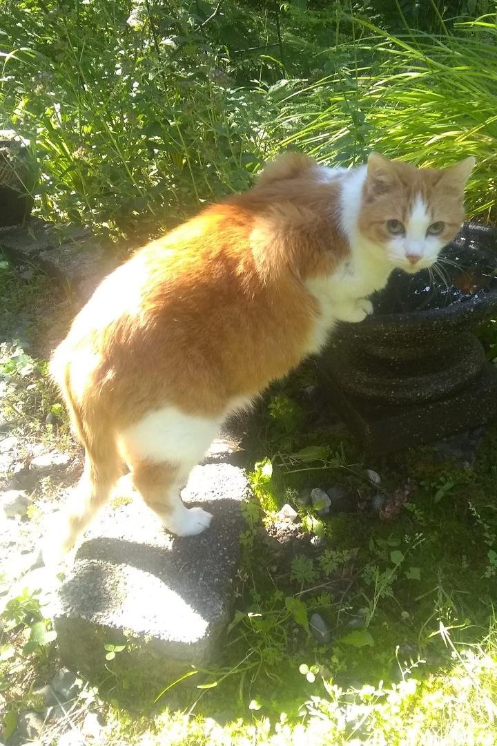 My lovable Pumpkin crossed over the rainbow bridge today after a 6 week battle with cancer. After 18 years I will miss her tremendously.