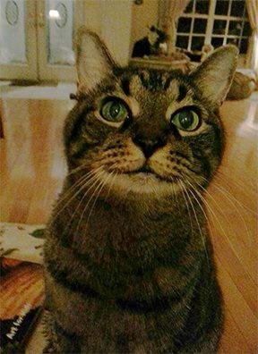 15 years ago Josh hired this guy to be his sister's buddy after her surgery for ear tubes and adnoids. His watch ended yesterday.
Fish..Febuary 14th 1995-April 17th, 2014