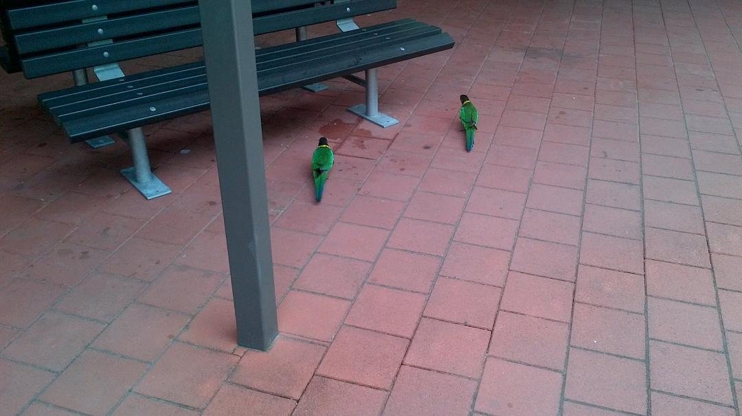 The locals consider these birds to be pests. They call them 28's because they have 28 different colors.