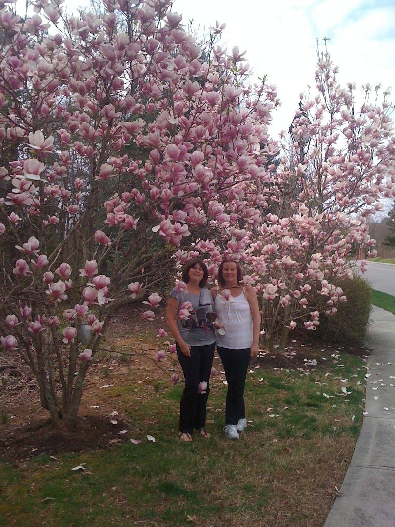 More Beautiful Trees in Full Bloom