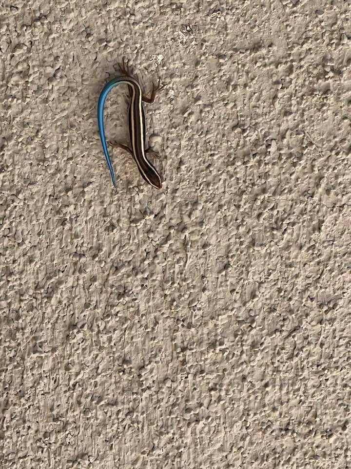 Anyone know what type of lizard this is?