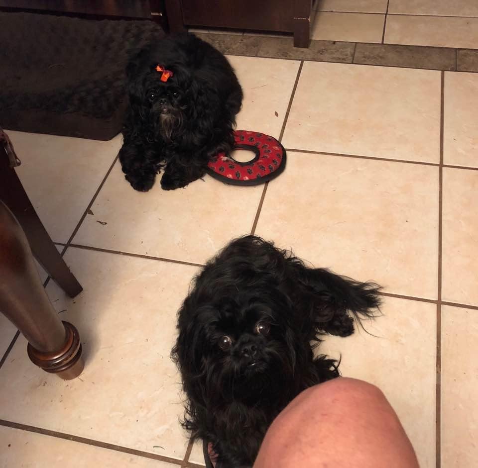 Two puzzled pups. They know it’s time for their 6 o’clock treat, but someone messed with the clock. Where’s our Meaty Bones?