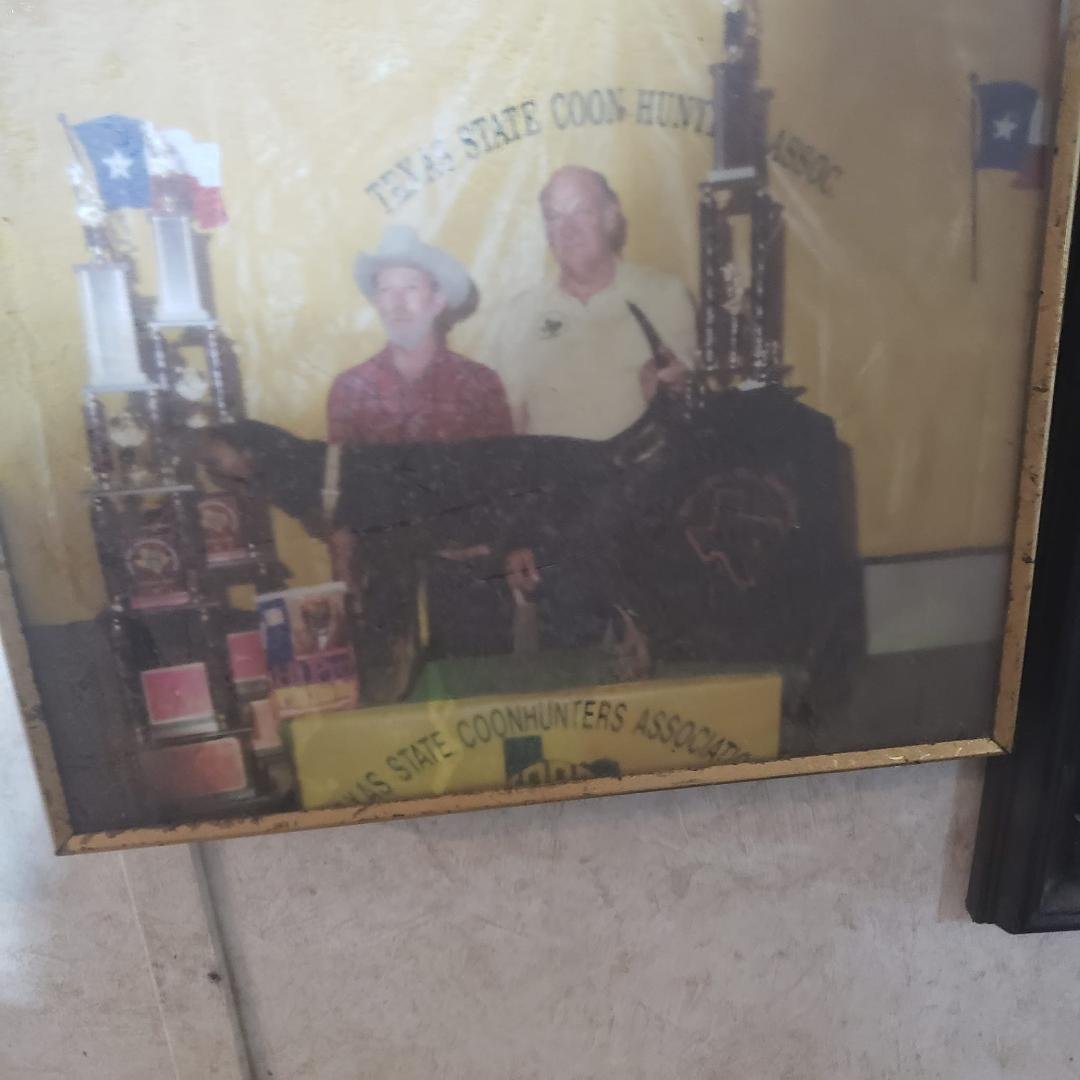 Texas state hunt this weekend Harry Lister in yellow shirt best coon hunter that ever came through texas