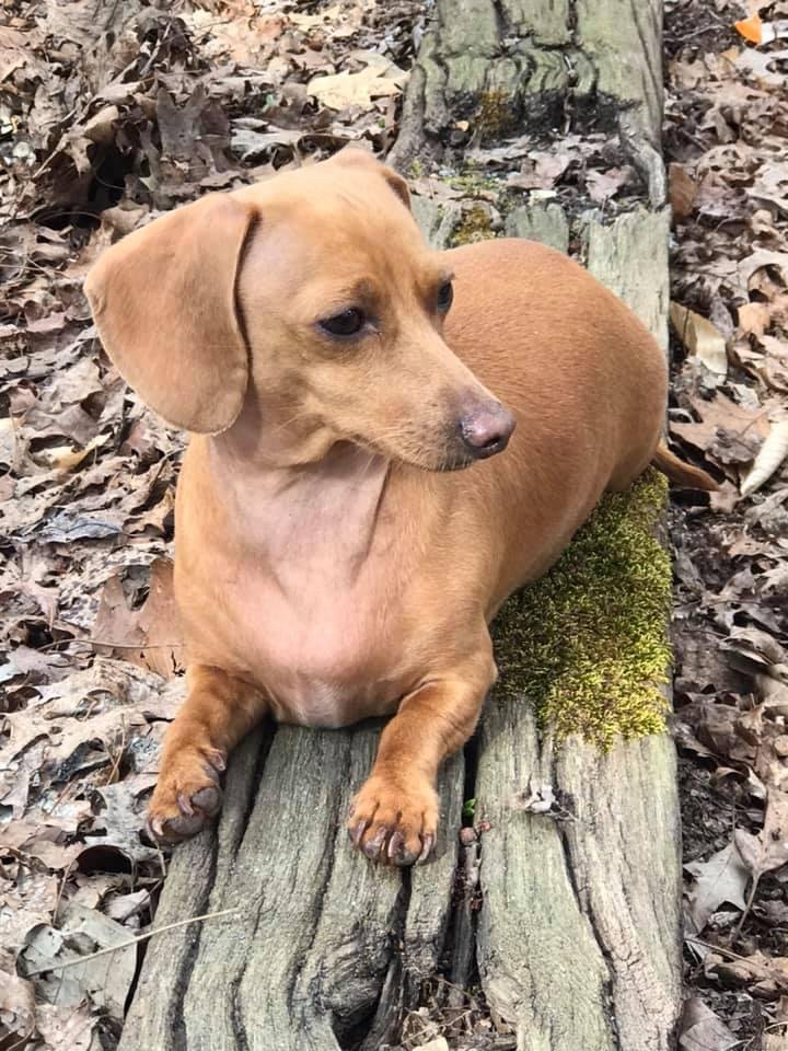 I was nominated to do the 5 -day DOG CHALLENGE, by Lisa Clyde.  Every day I will select an image or video in the life of my dog or a moment of pride as a dog owner. They are 5 days, 5 photos, 5 nominations and no explanatio