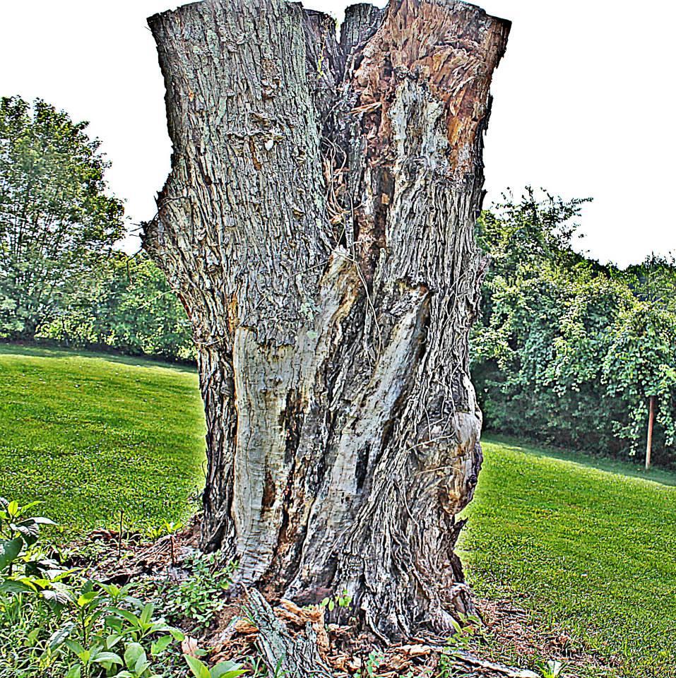 Erma Shirk's album, Playing with the Camera