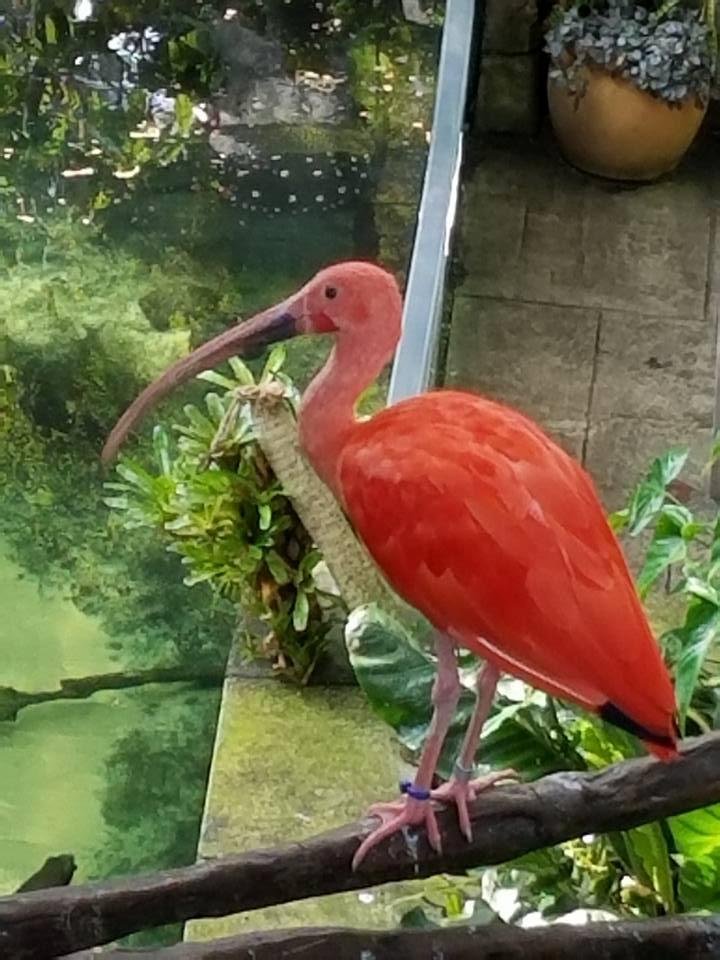 Pretty bird