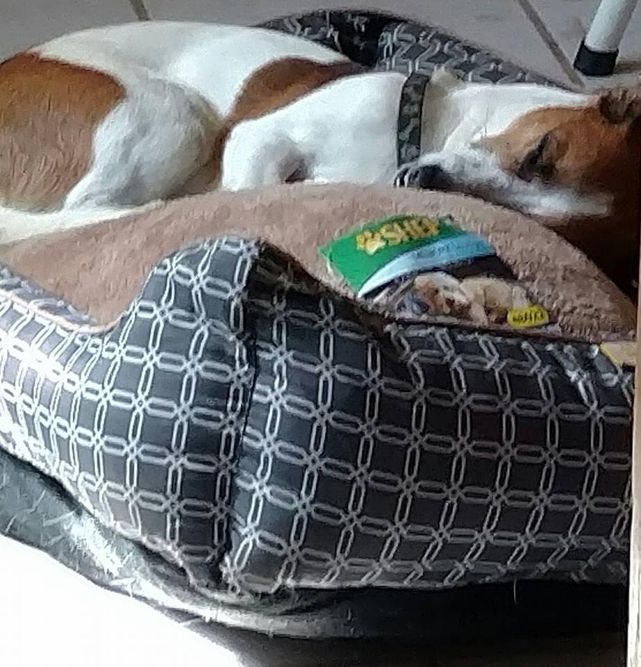Its a dog day afternoon. Too much fresh air today for Scout time for a nap.