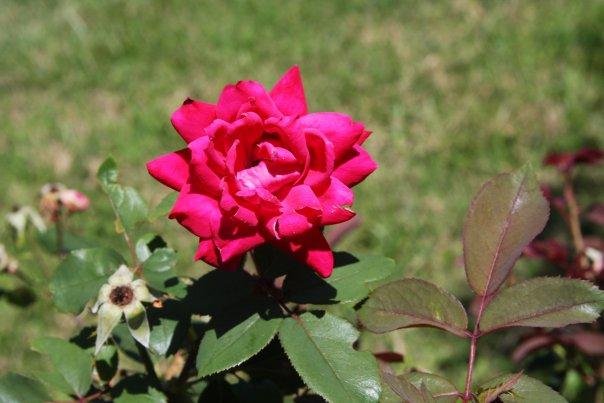Ann Bowes' album, Flowers in my yard