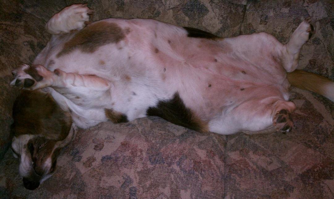 Lucy needs a basset belly rub...any takers??