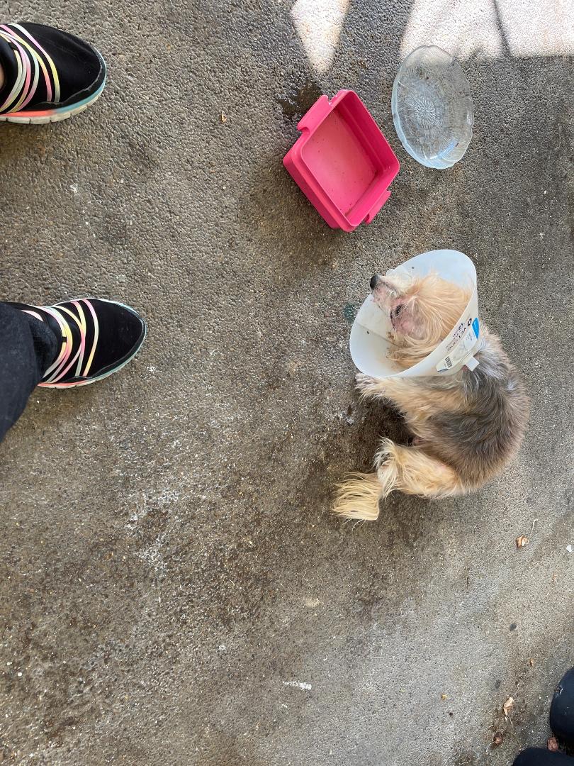 Anyone missing a small dog with a cone on. He is at 114 doubloon