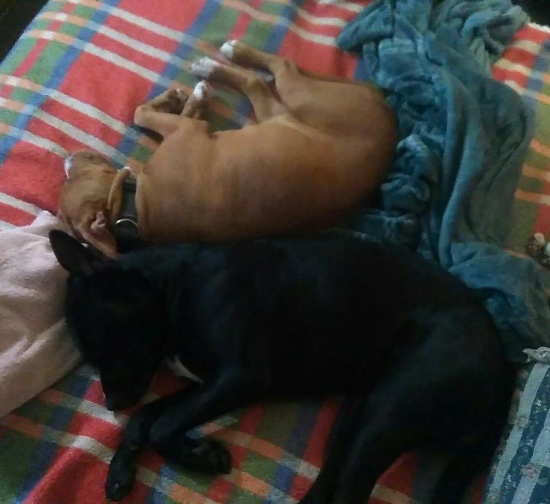 Rainy Day Laziness ... Neilah & Bailey, My Big Girl & Baby Girl - My FurKids.
<3