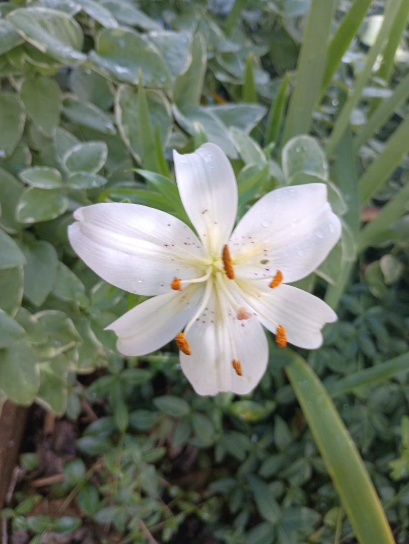 A lovely white lily. Segregated itself from the equally lovely orange ones several feet away. No implications please.
