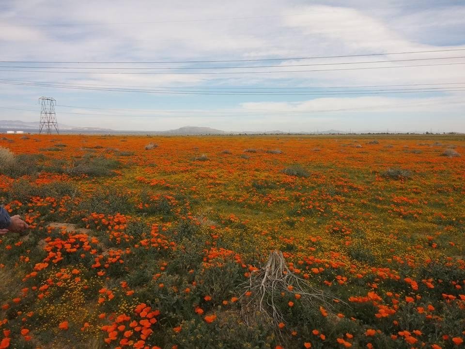 John Edwards' album, Mobile Uploads