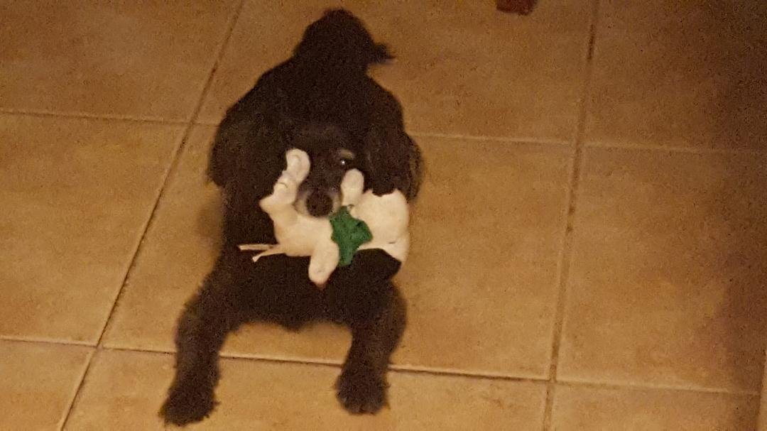My little stinker! lol..
always has a toy in his mouth