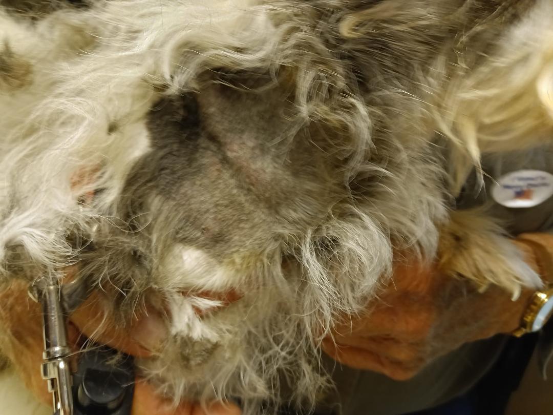 There are mean and stupid people around. A dog ran across the street and attacked my dog. The owner could not get the dog to let go. So I kicked it in the head. Nothing. Tried again and surprised that the owner moved his d
