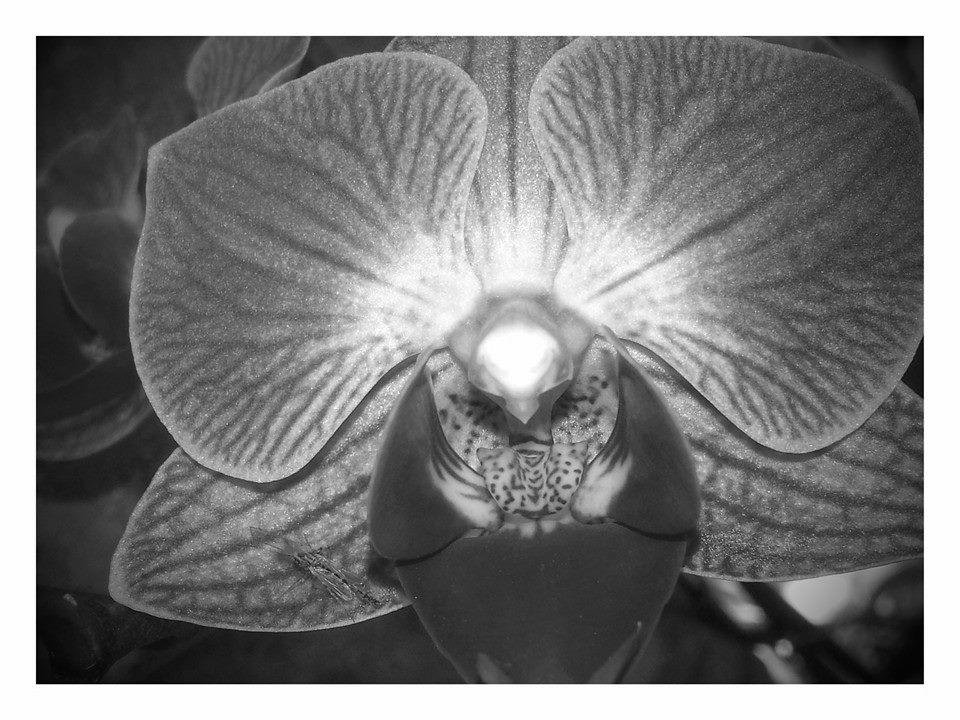 Orchid- black & white