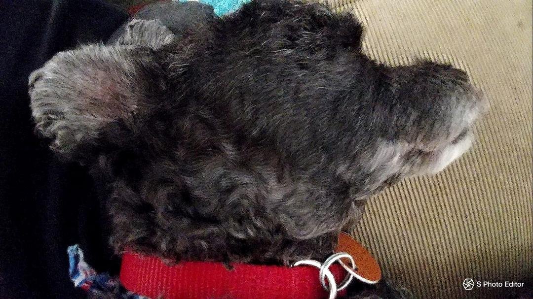 Sound to sleep - recuperating from her Deep Creek Vacation.