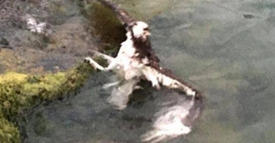Firefighters dog saves Osprey from drowning in the river.  Story to follow.