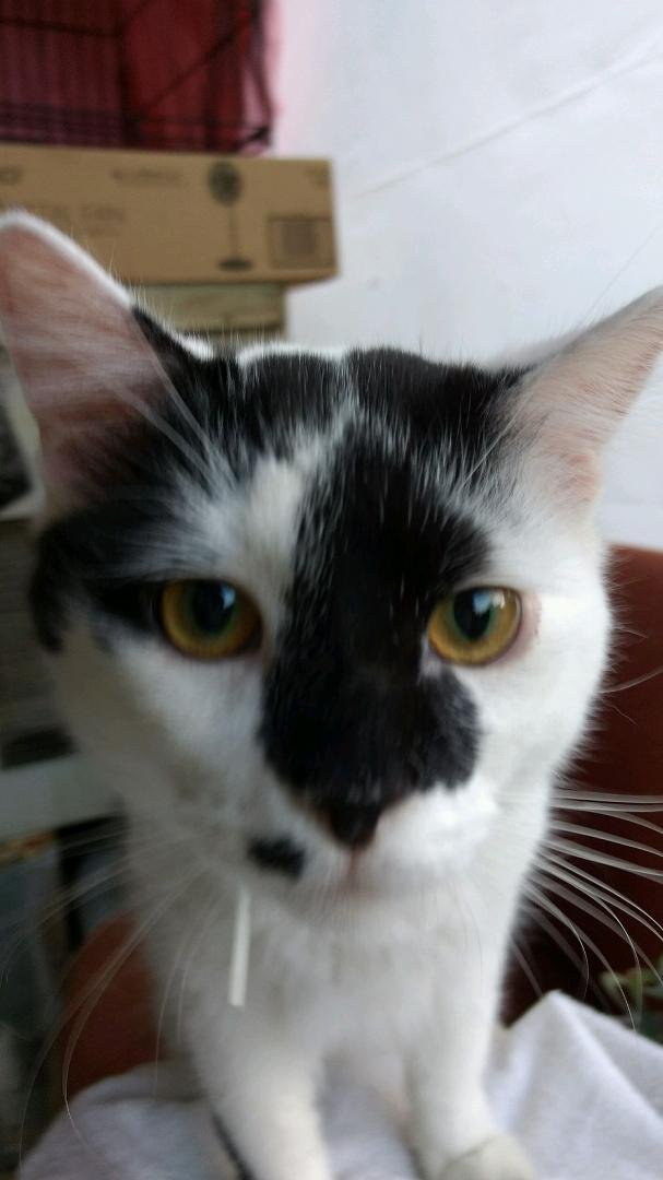Meet Dominoe. He doesn't like the house at all. Sprayed in less than 5 minutes. Slept in a kennel outside but I don't like that. He loves to cuddle and walk the porch. He likes belly rubs too. Hopefully given time he