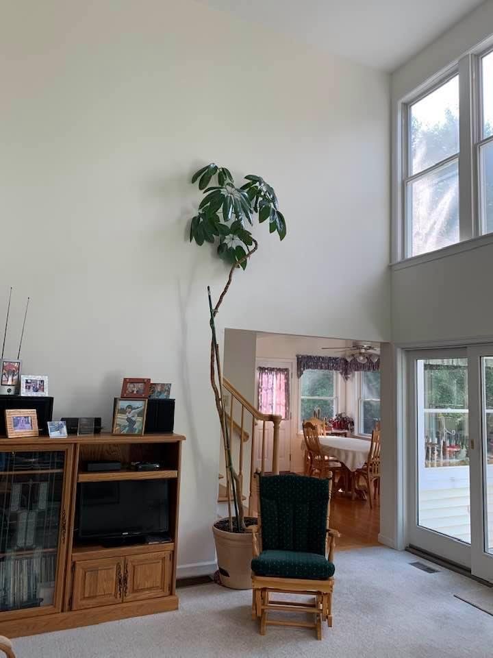 45 years ago, July 1975, Jeff and I moved to Lawrence, Kansas. One of my first purchases for our new home was a small house plant. The schefflera or umbrella tree has been with us ever since then. It moved from Kansas to Il