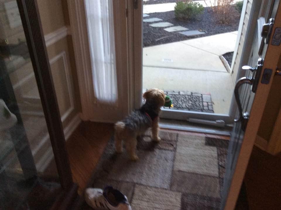 Waiting at the door with one of his toys in his mouth