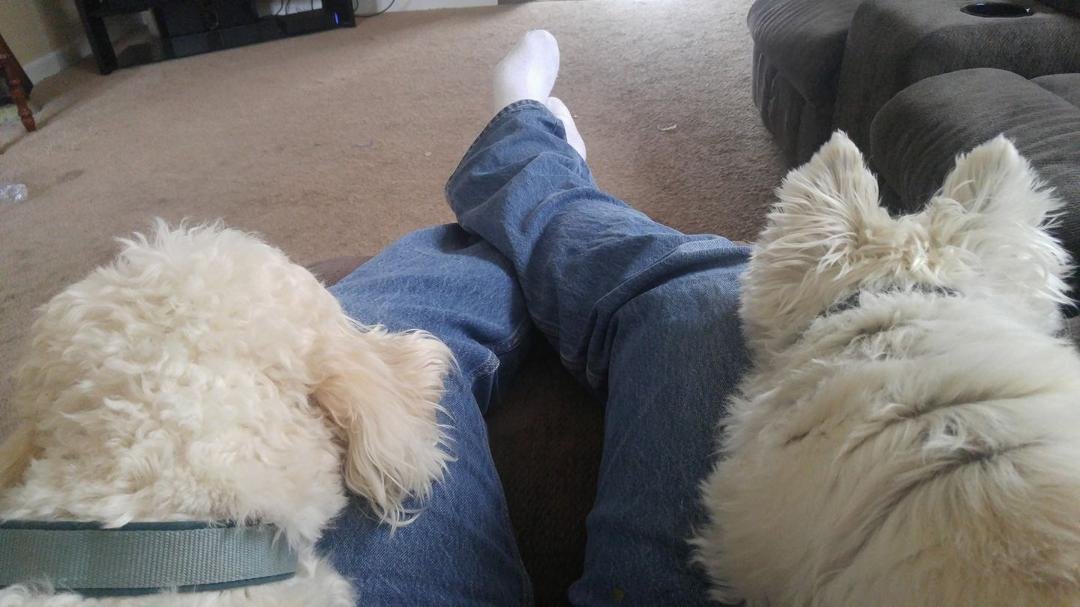 Dog babysitting today and they needed a break
