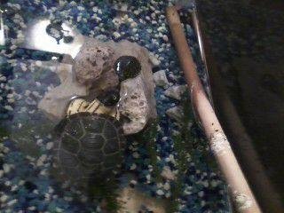 Dundee's George, the turtle!