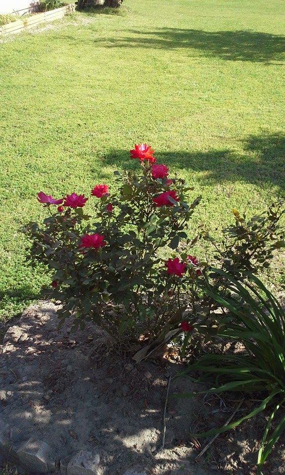 Roses in the yard