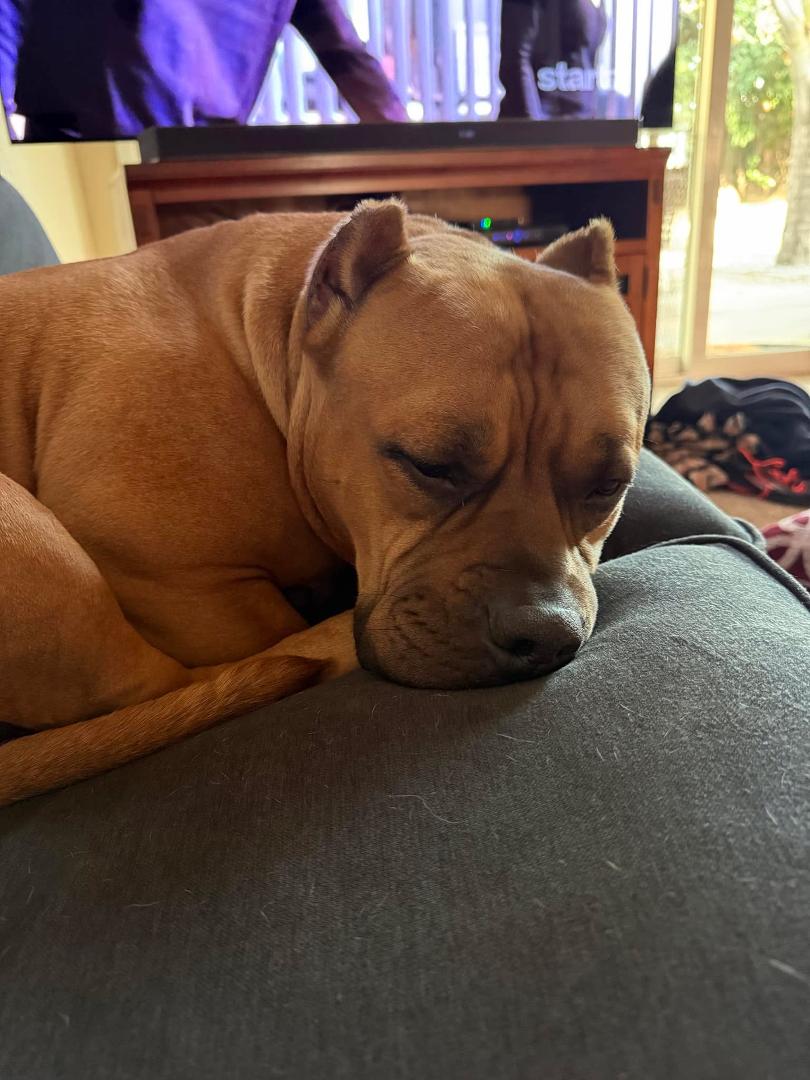 Same dog, same couch, different day…LOL.
