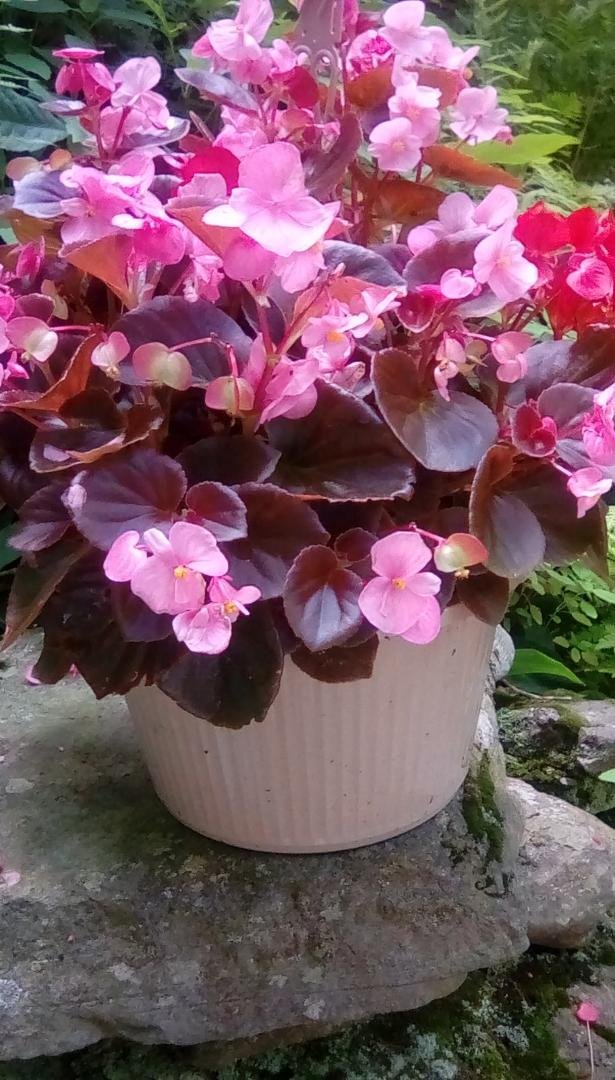 Linda Pahl's album, Mobile uploads