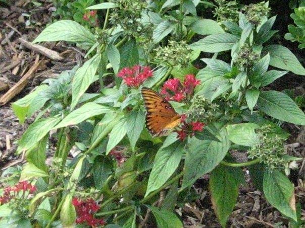 Tim Mooney's album, My butterfly garden