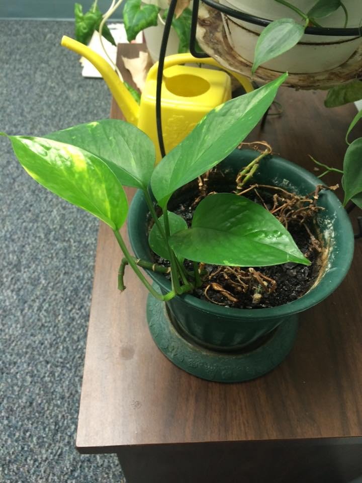 This is the plant you almost killed 😳Jennifer Fordyce Freitag