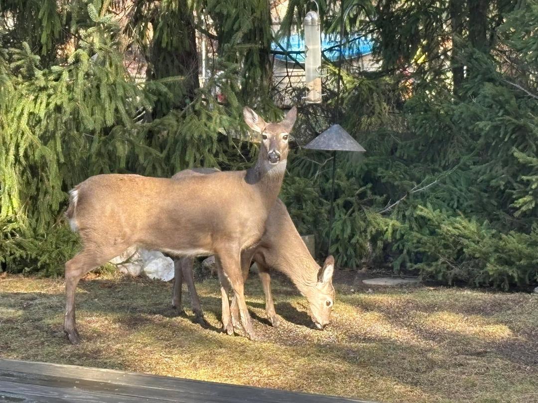 Look who showed up for lunch ￼
